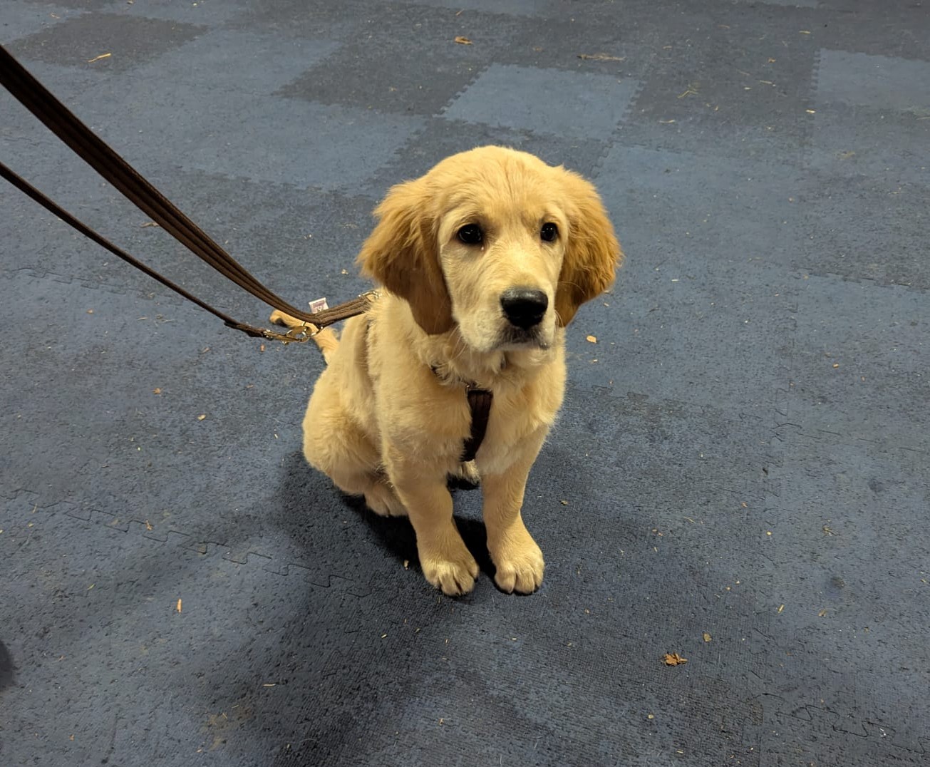 Large Harness