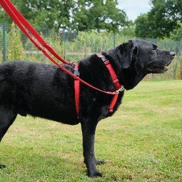 Large Harness