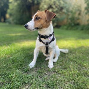 Small harness