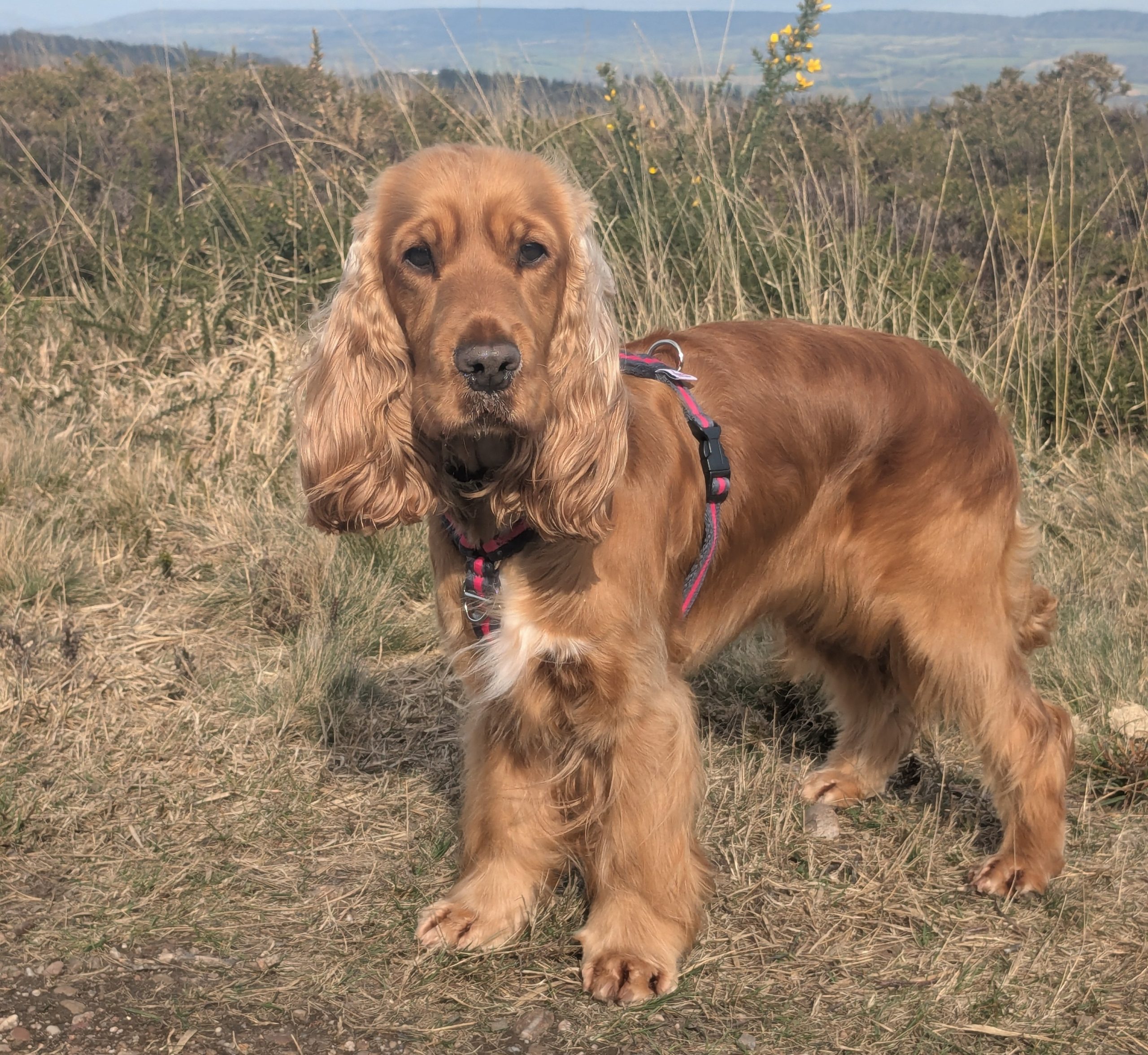 Medium Harness