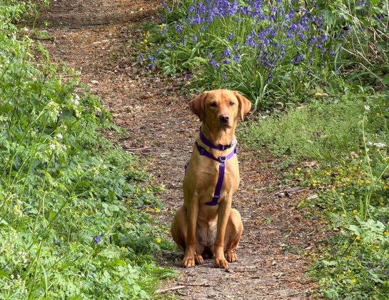 Tally Bluebells